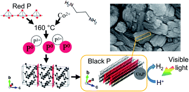 Graphical abstract: Black phosphorus synthesized by solvothermal reaction from red phosphorus and its catalytic activity for water splitting