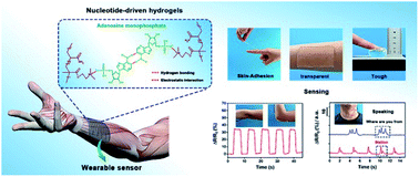 Graphical abstract: Nucleotide-driven skin-attachable hydrogels toward visual human–machine interfaces