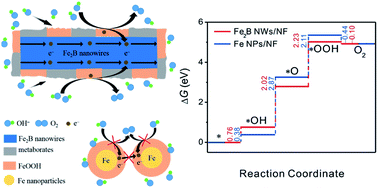 Graphical abstract: Boron enhances oxygen evolution reaction activity over Ni foam-supported iron boride nanowires