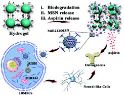 Graphical abstract: Injectable colloidal hydrogel with mesoporous silica nanoparticles for sustained co-release of microRNA-222 and aspirin to achieve innervated bone regeneration in rat mandibular defects