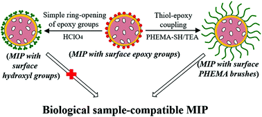 Graphical abstract: Well-defined biological sample-compatible molecularly imprinted polymer microspheres by combining RAFT polymerization and thiol–epoxy coupling chemistry