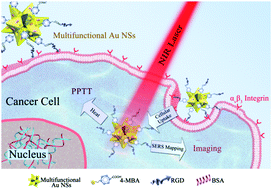 Graphical abstract: Gold nanostars for cancer cell-targeted SERS-imaging and NIR light-triggered plasmonic photothermal therapy (PPTT) in the first and second biological windows