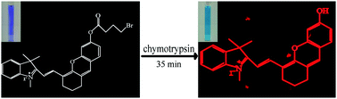 Graphical abstract: A non-peptide NIR fluorescent probe for detection of chymotrypsin and its imaging application
