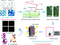 Graphical abstract: Dual modulation of crystallinity and macro-/microstructures of 3D printed porous titanium implants to enhance stability and osseointegration