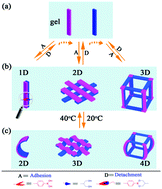 Graphical abstract: A smart bottom-up strategy for fabrication of complex hydrogel constructs with 3D controllable geometric shapes through dynamic interfacial adhesion
