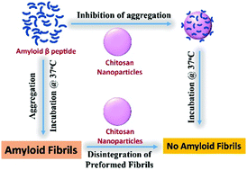 Graphical abstract: Dual effect of chitosan-based nanoparticles on the inhibition of β-amyloid peptide aggregation and disintegration of the preformed fibrils