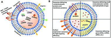 Graphical abstract: Exosome-based nanocarriers as bio-inspired and versatile vehicles for drug delivery: recent advances and challenges