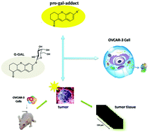 Graphical abstract: Development of a two-photon fluorescent probe for the selective detection of β-galactosidase in living cells and tissues