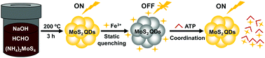 Graphical abstract: MoS2 quantum dots as a unique fluorescent “turn-off–on” probe for the simple and rapid determination of adenosine triphosphate