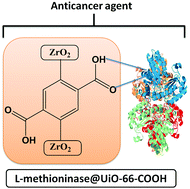 Graphical abstract: Immobilization of l-methioninase on a zirconium-based metal–organic framework as an anticancer agent