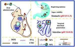 Graphical abstract: Intestine-penetrating, pH-sensitive and double-layered nanoparticles for oral delivery of doxorubicin with reduced toxicity