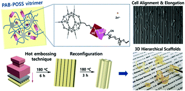 Graphical abstract: 3D hierarchical scaffolds enabled by a post-patternable, reconfigurable, and biocompatible 2D vitrimer film for tissue engineering applications
