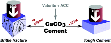 Graphical abstract: Mechanical improvement of calcium carbonate cements by in situ HEMA polymerization during hardening