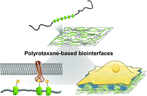 Graphical abstract: Polyrotaxane-based biointerfaces with dynamic biomaterial functions