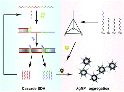 Graphical abstract: Silver nanoparticle@DNA tetrahedron-based colorimetric detection of HIV-related DNA with cascade strand displacement amplification
