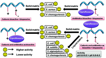 Graphical abstract: Matrix assisted antibacterial activity of polymer conjugates with pendant antibiotics, and bioactive and biopassive moieties