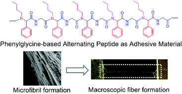 Graphical abstract: Strong, tough, and repeatable adhesion of an alternating peptide comprising phenyl glycine as a repeating unit