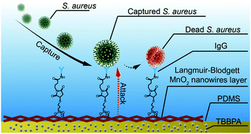 Graphical abstract: Capture and elimination of Staphylococcus aureus based on Langmuir–Blodgett MnO2 nanowire monolayer promotes infected wound healing