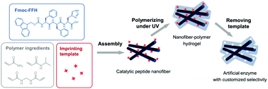 Graphical abstract: Constructing peptide-based artificial hydrolases with customized selectivity