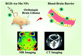 Graphical abstract: A multifunctional low-generation dendrimer-based nanoprobe for the targeted dual mode MR/CT imaging of orthotopic brain gliomas
