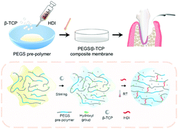 Graphical abstract: A mechanically robust and flexible PEGylated poly(glycerol sebacate)/β-TCP nanoparticle composite membrane for guided bone regeneration
