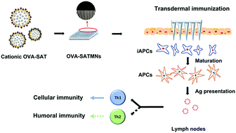 Graphical abstract: A surface charge dependent enhanced Th1 antigen-specific immune response in lymph nodes by transfersome-based nanovaccine-loaded dissolving microneedle-assisted transdermal immunization