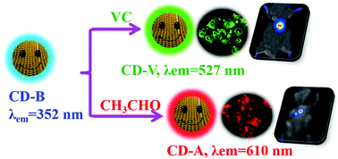 Graphical abstract: A postmodification strategy to modulate the photoluminescence of carbon dots from blue to green and red: synthesis and applications