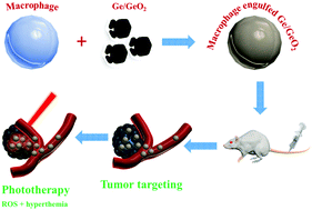 Graphical abstract: A near-infrared responsive germanium complex of Ge/GeO2 for targeted tumor phototherapy