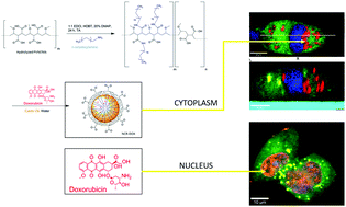 Graphical abstract: Oily core/amphiphilic polymer shell nanocapsules change the intracellular fate of doxorubicin in breast cancer cells