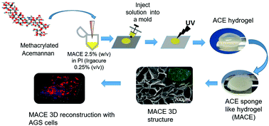 Graphical abstract: Photocrosslinked acemannan-based 3D matrices for in vitro cell culture