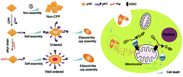 Graphical abstract: Self-assembly of mitochondria-specific peptide amphiphiles amplifying lung cancer cell death through targeting the VDAC1–hexokinase-II complex