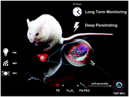 Graphical abstract: High-efficiency fluorescent and magnetic multimodal probe for long-term monitoring and deep penetration imaging of tumors