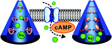 Graphical abstract: cAMP-modulated biomimetic ionic nanochannels based on a smart polymer