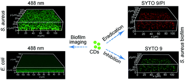 Graphical abstract: Multifunctional quaternized carbon dots with enhanced biofilm penetration and eradication efficiencies