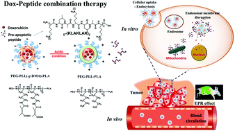 Graphical abstract: Co-delivery of d-(KLAKLAK)2 peptide and doxorubicin using a pH-sensitive nanocarrier for synergistic anticancer treatment