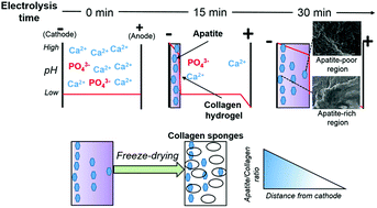 Graphical abstract: Fabrication of continuous apatite-graded collagen sponges via electrolysis method