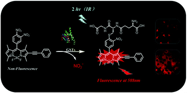 Graphical abstract: A highly sensitive and selective two-photon fluorescent probe for glutathione S-transferase detection and imaging in living cells and tissues
