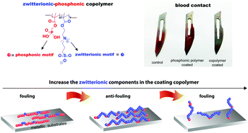 Graphical abstract: Rational design of a zwitterionic–phosphonic copolymer for the surface antifouling modification of multiple biomedical metals