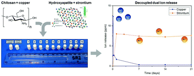 Graphical abstract: Chitosan/hydroxyapatite composite bone tissue engineering scaffolds with dual and decoupled therapeutic ion delivery: copper and strontium