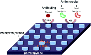 Graphical abstract: Fabrication of PMPC/PTM/PEGDA micropatterns onto polypropylene films behaving with dual functions of antifouling and antimicrobial activities