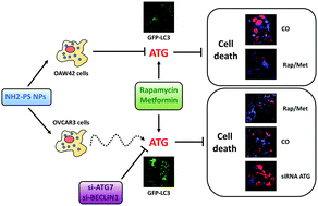 Graphical abstract: Autophagy-dependent toxicity of amino-functionalized nanoparticles in ovarian cancer cells