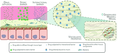 Graphical abstract: Disassembling the complexity of mucus barriers to develop a fast screening tool for early drug discovery