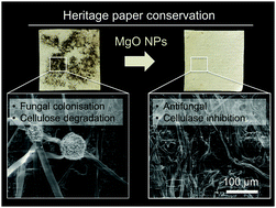 Graphical abstract: Preventing fungal growth on heritage paper with antifungal and cellulase inhibiting magnesium oxide nanoparticles