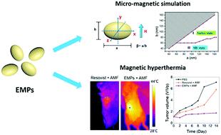 Graphical abstract: Ellipsoidal magnetite nanoparticles: a new member of the magnetic-vortex nanoparticles family for efficient magnetic hyperthermia
