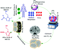 Graphical abstract: Synthesis, characterization and catalytic performance of nanostructured dysprosium molybdate catalyst for selective biomolecule detection in biological and pharmaceutical samples