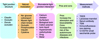 Graphical abstract: Biomaterial–tight junction interaction and potential impacts
