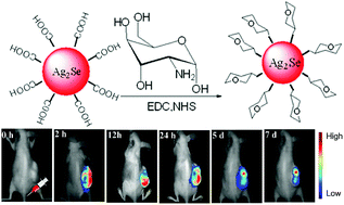 Graphical abstract: Glucose-functionalized near-infrared Ag2Se quantum dots with renal excretion ability for long-term in vivo tumor imaging