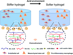 Graphical abstract: Migration of endothelial cells and mesenchymal stem cells into hyaluronic acid hydrogels with different moduli under induction of pro-inflammatory macrophages