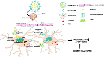 Graphical abstract: Chlorotoxin modified morusin–PLGA nanoparticles for targeted glioblastoma therapy
