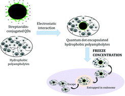 Graphical abstract: Cytosolic delivery of quantum dots mediated by freezing and hydrophobic polyampholytes in RAW 264.7 cells
